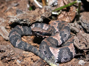 Click to Play Cottonmouth Jigsaw Puzzle