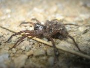 Click to Play Wolf Spider Jigsaw #2